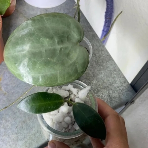 Healthy Hoya plant with large leaves in a glass pot on a gray surface.