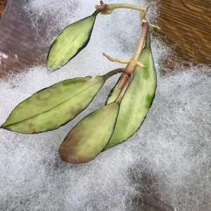 Fresh Hoya plant cutting with leaves for propagation.