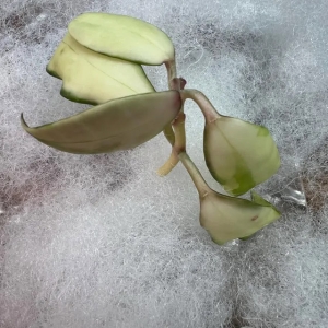 Hoya plant cutting with thick, waxy leaves for propagation.