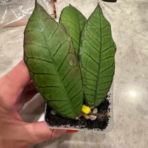 Hoya plant with large, vibrant green leaves, perfect for indoor gardening enthusiasts.