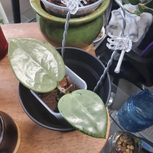Close-up of a Hoya plant with glossy leaves in a black pot.