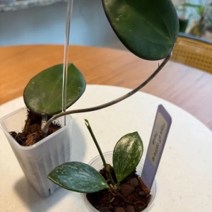 Hoya plant with glossy green leaves in a small pot.