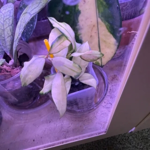 Variegated Hoya plant in a pot, showcasing unique leaf patterns.