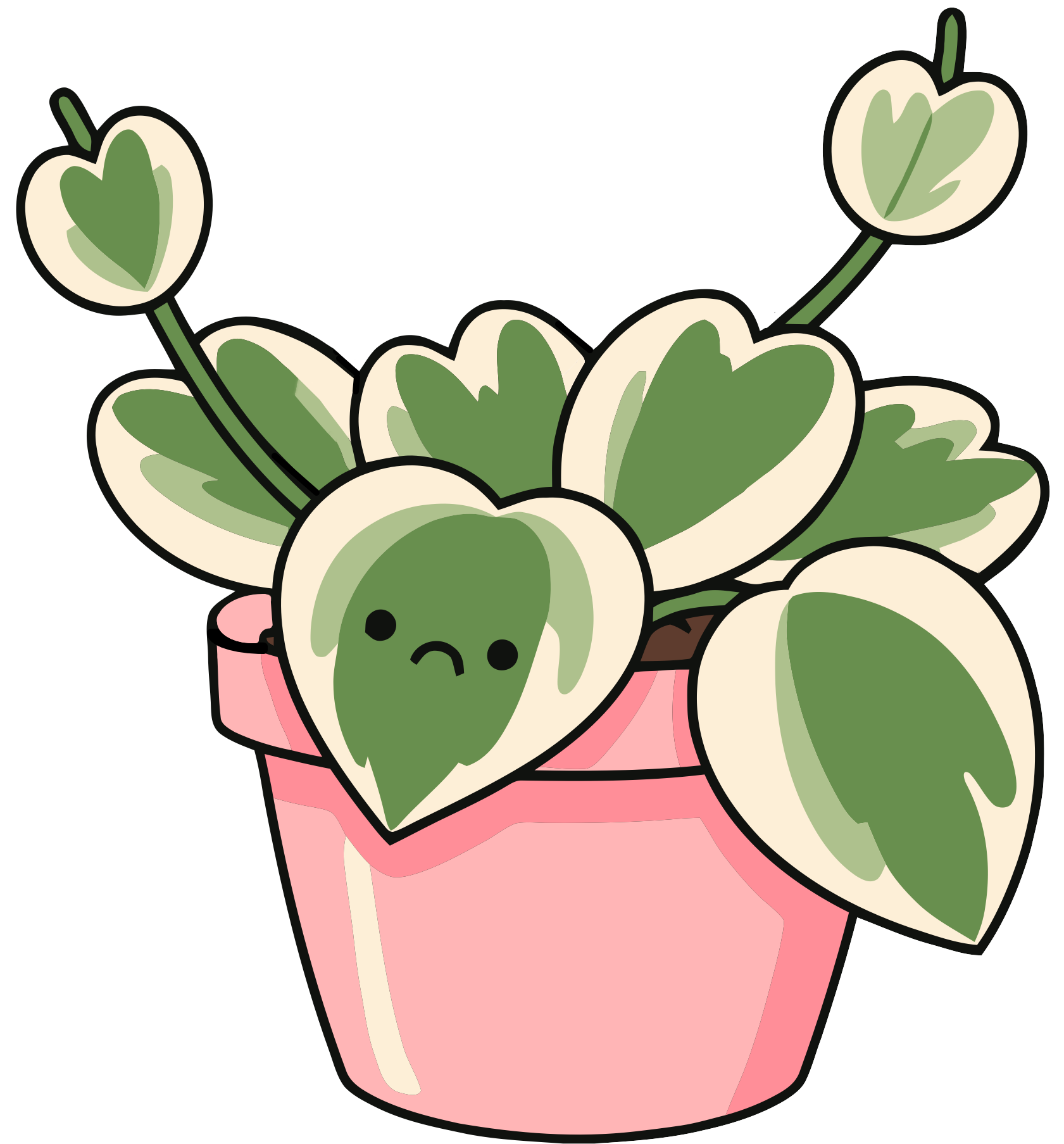 Cute Hoya plant with variegated leaves in pink pot.