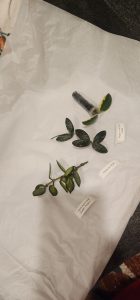 Hoya sp. VL9