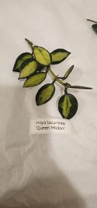 Hoya sp. VL9