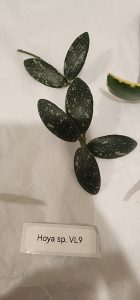 Hoya sp. VL9