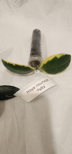 Hoya sp. VL9