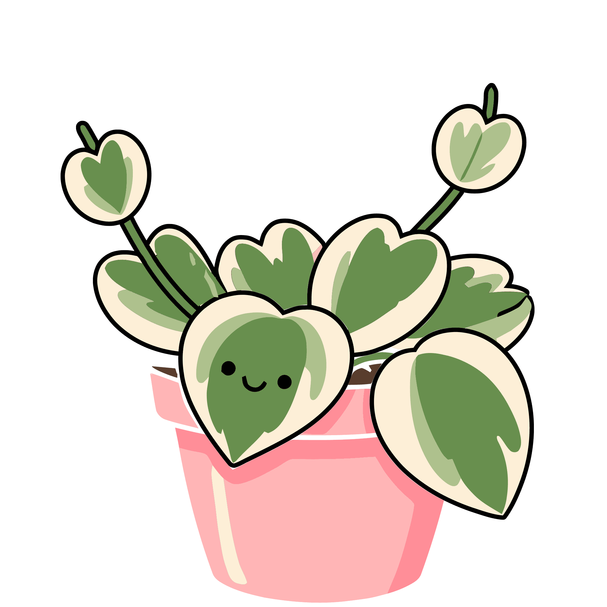 Cute Hoya plant with variegated leaves in pink pot.