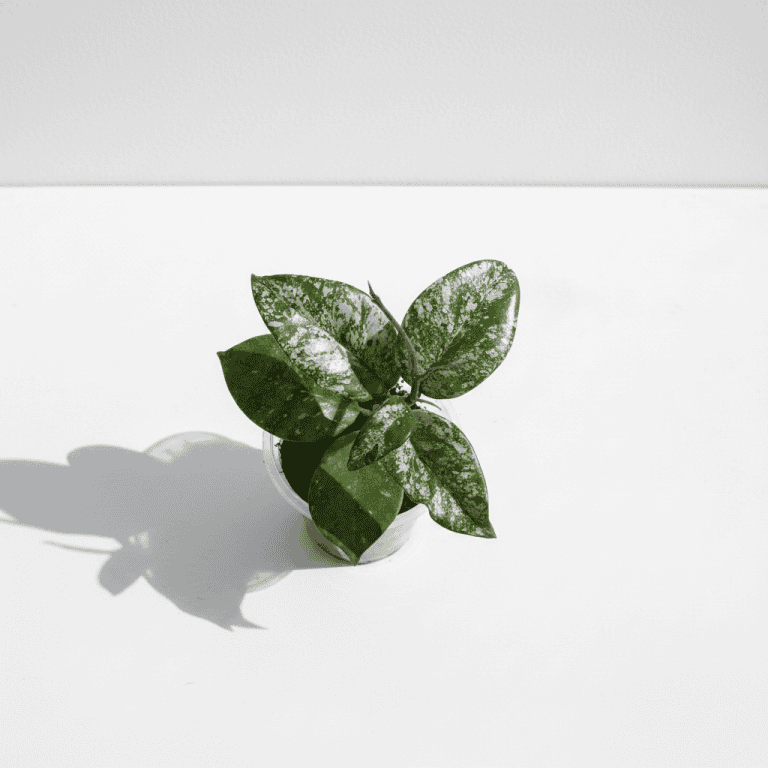 Hoya plant with variegated leaves Variegated Hoya plant in a small pot on a white background.