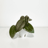 Hoya Plant in White Pot Hoya plant with green leaves in a white pot, indoor plant care.