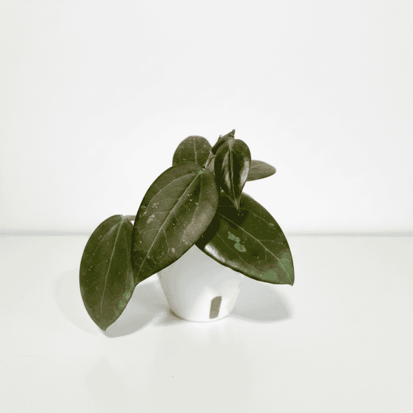 Hoya Plant in White Pot Hoya plant with green leaves in a white pot, indoor plant care.