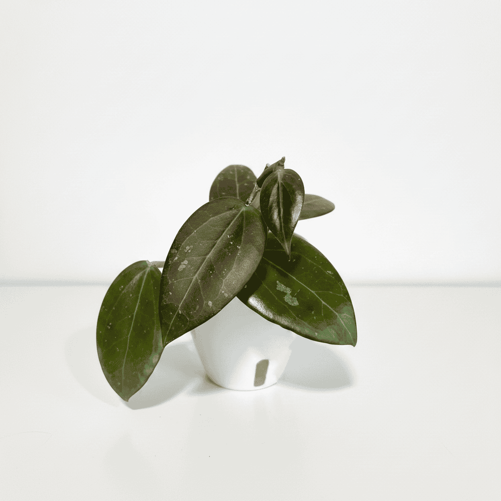 Hoya AH 'Black Spinel'