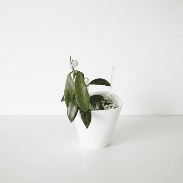 Hoya Plant in White Pot Hoya plant in a white pot, showcasing lush green leaves and a trailing growth habit.