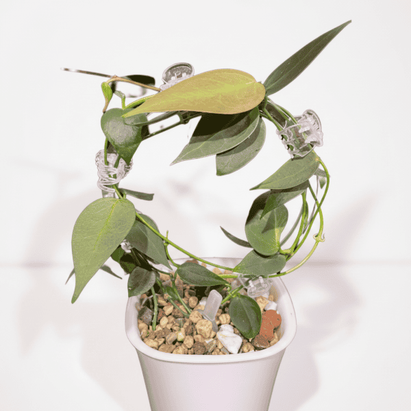 Hoya Plant in White Pot Hoya plant with trailing vines and green leaves in a white pot.