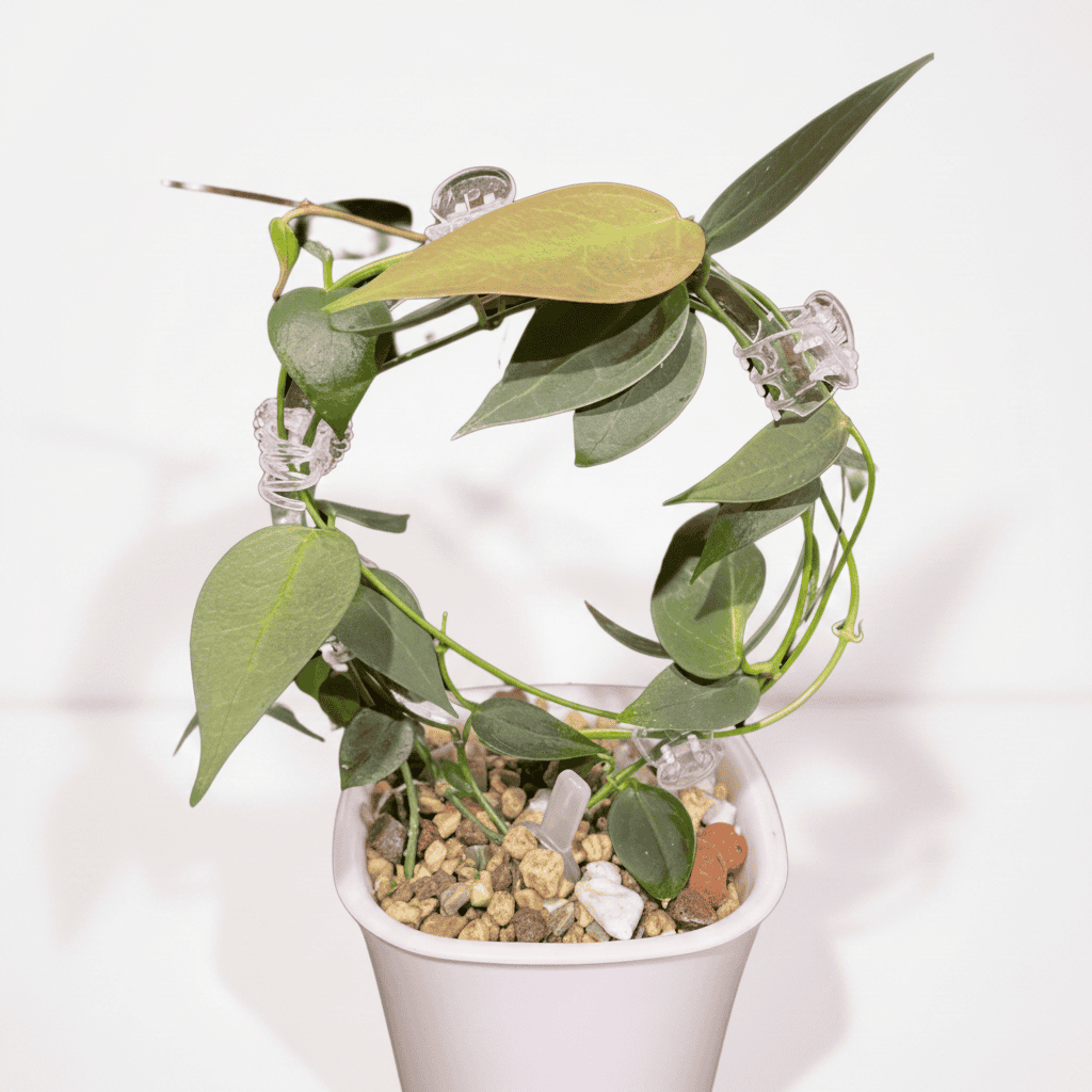 Unrooted Cutting