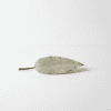 Hoya Leaf on White Background Dried Hoya plant leaf on white background, close-up.