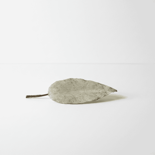 Hoya Leaf on White Background Dried Hoya plant leaf on white background, close-up.