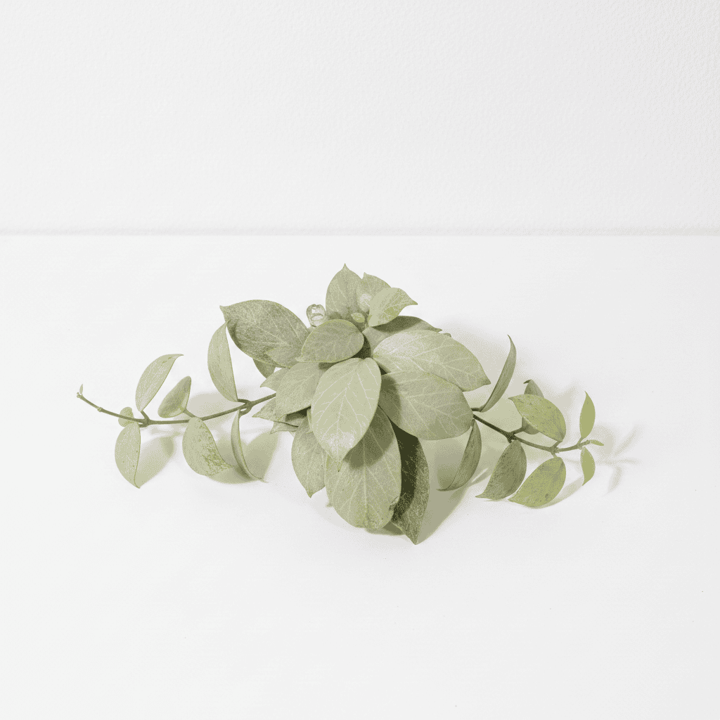Hoya ‘Cryptic Chrome’ (CML-09-21-A)