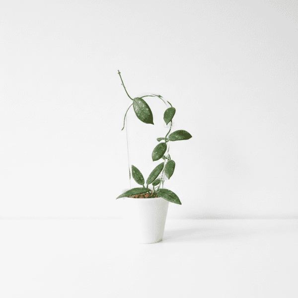 Hoya plant in white pot Hoya plant in a white pot, showcasing lush green foliage.
