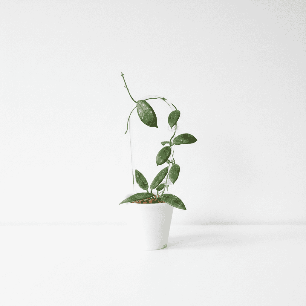 Hoya edamame