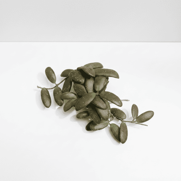 Hoya Plant Cutting Fresh Hoya plant cutting with thick, waxy leaves for indoor gardening.