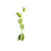 Hoya Plant Cutting Young Hoya plant cutting with green leaves on black background.