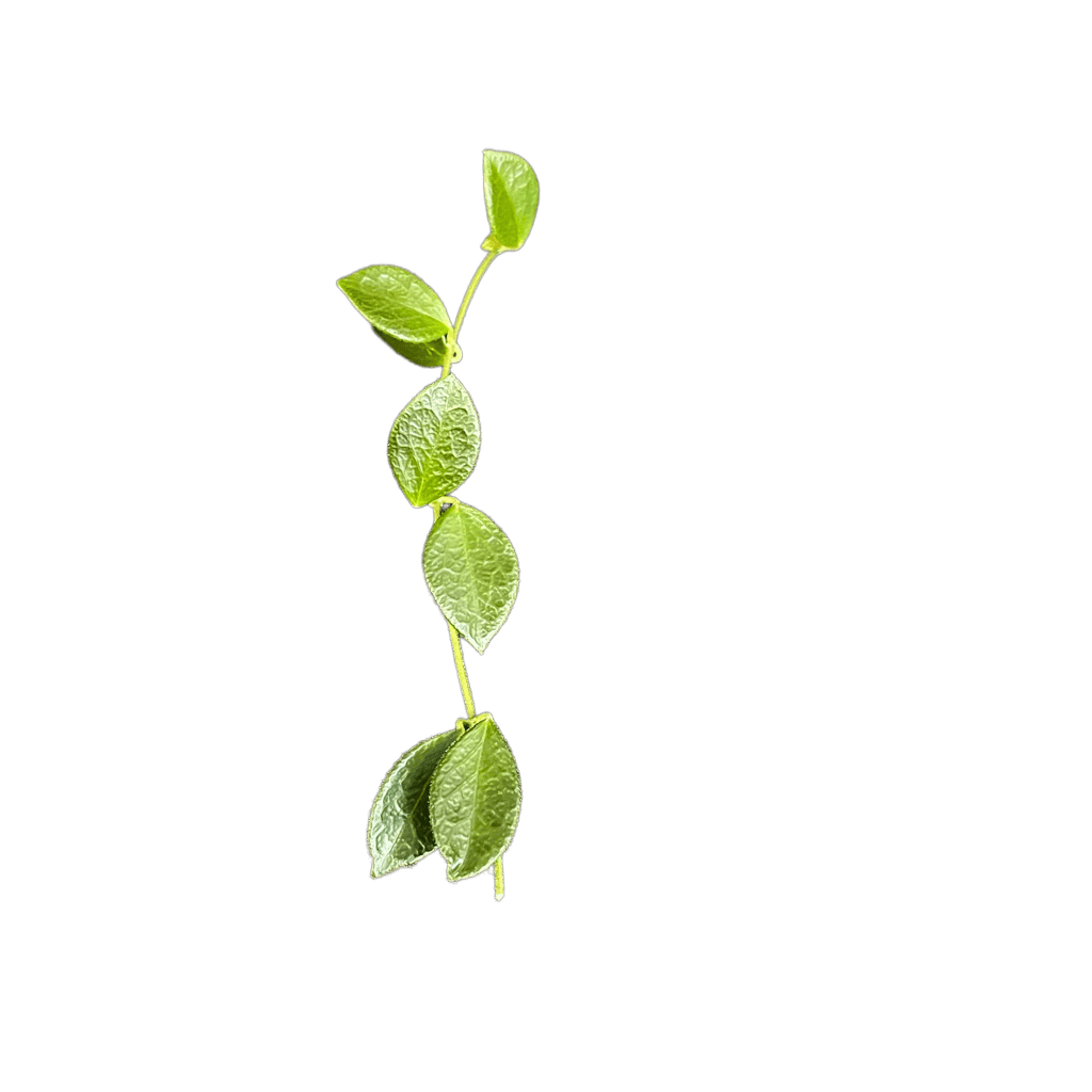 Hoya Plant Cutting Young Hoya plant cutting with green leaves on black background.