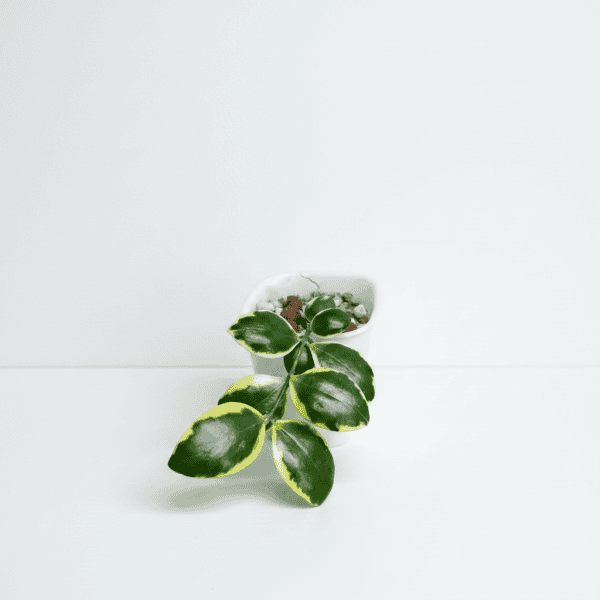 Hoya plant in a white pot on a white background Hoya plant with variegated leaves in a white pot, ideal for indoor gardening.