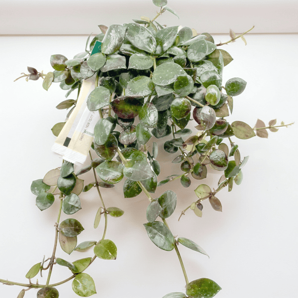 Hoya plant in pot Hoya plant with variegated leaves, ideal for indoor gardening.