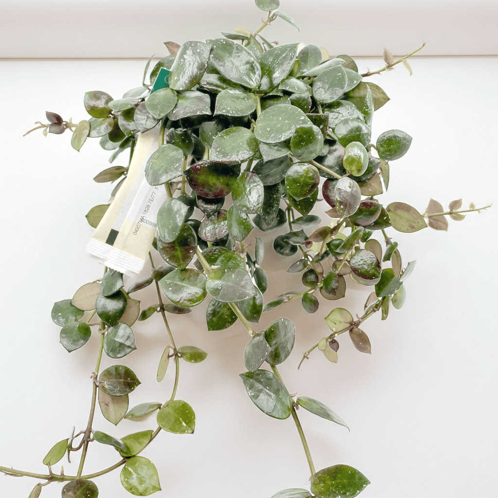 Hoya lacunosa 'Fraser Hills'