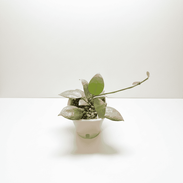 Hoya Plant in White Pot Hoya plant with variegated leaves in a white pot, indoor gardening.
