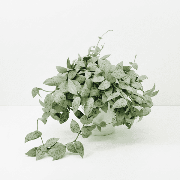 Hoya Plant in White Pot Hoya plant with variegated leaves in a white pot, perfect for indoor gardening.