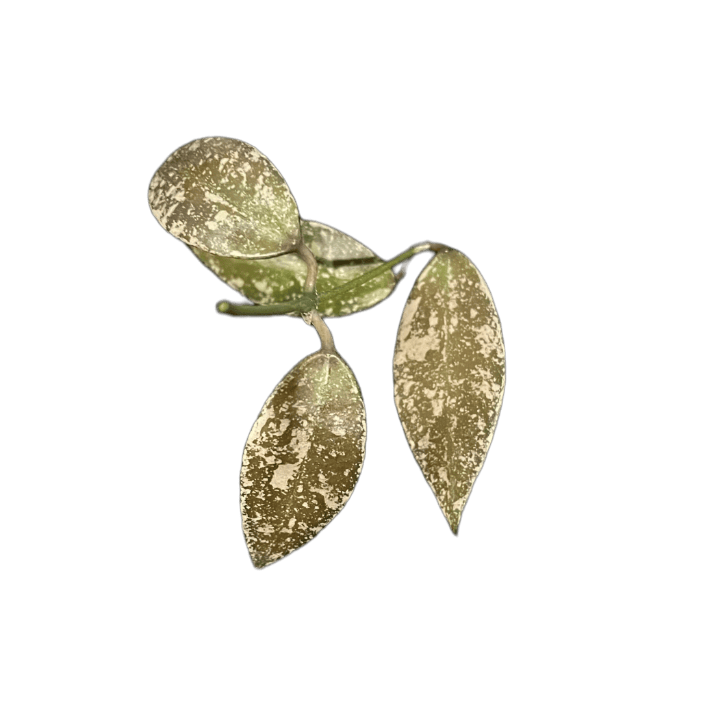 Variegated Hoya plant leaf with unique markings, perfect for indoor gardening.