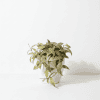Hoya plant with variegated leaves in a white pot, perfect for indoor gardening.