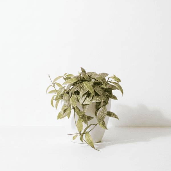 Hoya plant with variegated leaves in a white pot, perfect for indoor gardening.