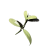 Hoya lacunosa OAK-022