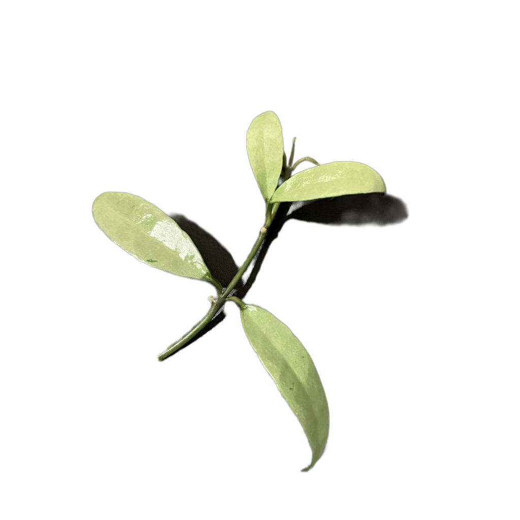 Hoya lacunosa OAK-022