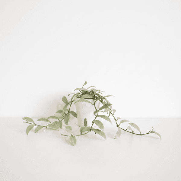 Hoya plant in white pot Hoya plant with trailing vines in a white pot, on a white background.