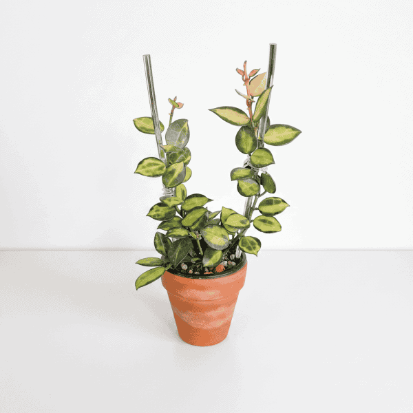 Hoya plant with variegated leaves in a terracotta pot, ideal for indoor gardening.