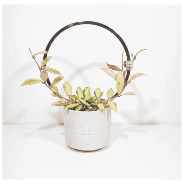 Hoya Plant in White Pot Hoya plant with variegated leaves in a white decorative pot.