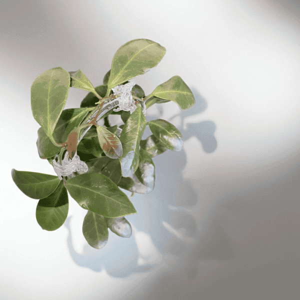 Hoya plant with green leaves and new growth Hoya plant with lush green leaves and new growth, ideal for indoor gardening.