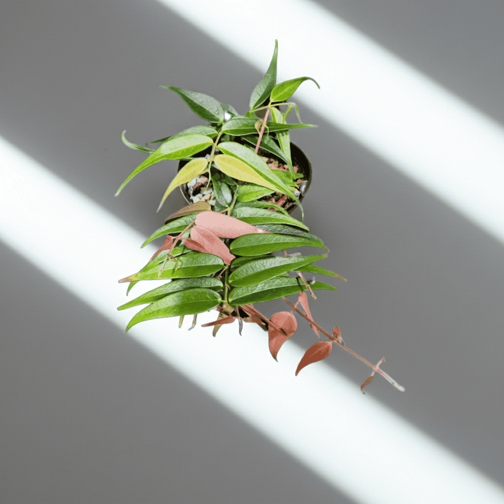 Unrooted Cutting