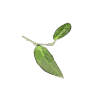 Hoya plant leaf close-up, showcasing glossy green foliage.