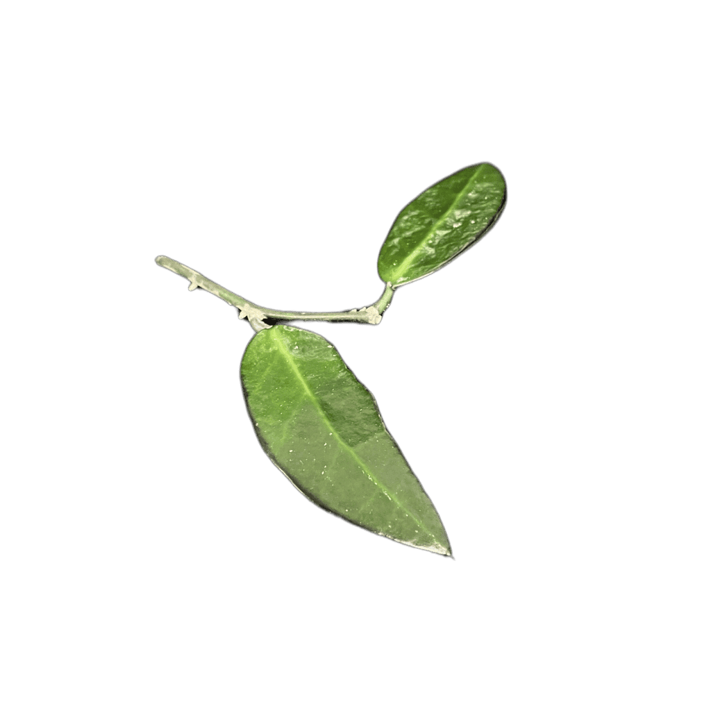 Hoya plant leaf close-up, showcasing glossy green foliage.