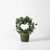 Hoya plant with round green leaves in a black pot.
