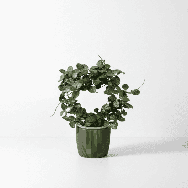 Hoya Plant in Pot Hoya plant with round green leaves in a black pot.
