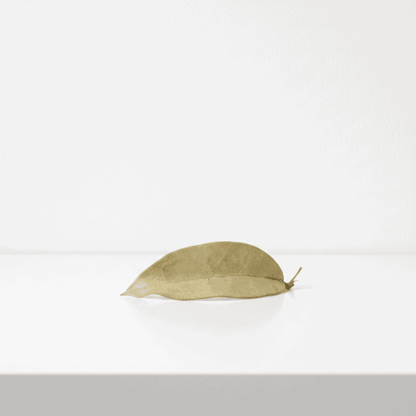 Single dried Hoya leaf on white background, minimalistic plant image.