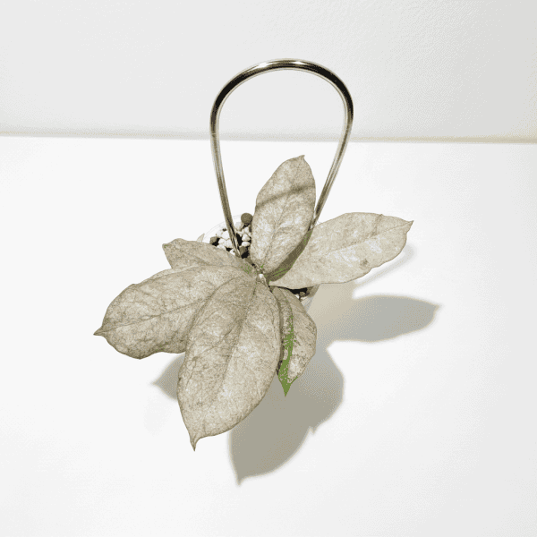 Hoya Plant in Hanging Pot Hoya plant with variegated leaves in hanging pot, indoor plant care.