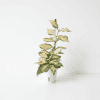 Hoya plant with variegated leaves in a white pot, perfect for indoor gardening.